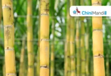 कर्नाटक निवडणूक: राहुल गांधी करणार ऊस उत्पादक शेतकऱ्यांशी चर्चा Sugar Industry News