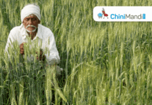 Wheat production expected to improve this season, weather permitting