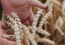 गव्हाच्या बाजारपेठेतील दरावर केंद्राचे बारकाईने लक्ष