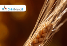 रशियाशी युद्ध सुरू झाल्यानंतर इजिप्तकडून पहिल्यांदाच युक्रेनकडून गव्हाची खरेदी