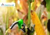 टैरिफ वॉर: भारत ने एथेनॉल के लिए अमेरिकी मक्का खरीदने की पेशकश की Ethanol production