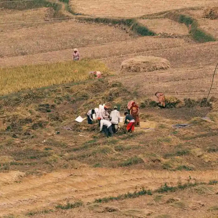 farmers in a field chinimandi