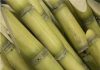Sugar Industry News