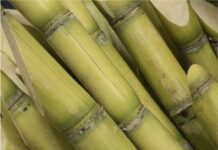 Rampur: Notice issued to sugar mill over pending sugarcane dues Sugar Industry News