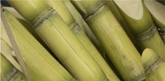sugarcane image