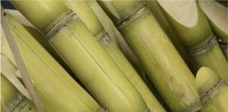 Sugar Industry News
