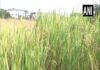 Chhattisgarh: University develops advanced variety of paddy that can yield twice of traditional one