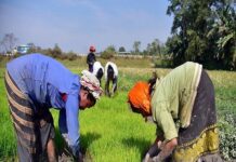 Punjab, Haryana must review farmers’ incentive to diversify from paddy-wheat cycle: ICRIER