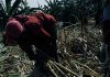 sugarcane farmer