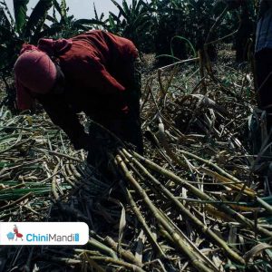 sugarcane farmer