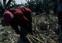 Government releases final estimates of major crops production for 2022-23 sugarcane farmer