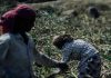 sugarcane farmers