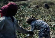 sugarcane farmers