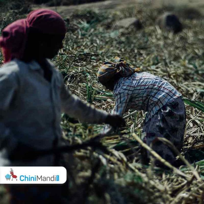 sugarcane farmers