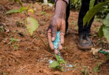 Tamil Nadu Agricultural University releases 19 new crop varieties for 2025, including maize