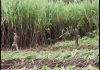 Sugar Industry News