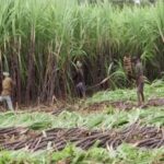 उत्तर प्रदेश : नेपाल से आए हाथियों ने खीरी में गन्ने और सोलर फेंसिंग को नुकसान पहुंचाया Sugar Industry News