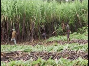 Sugar Industry News