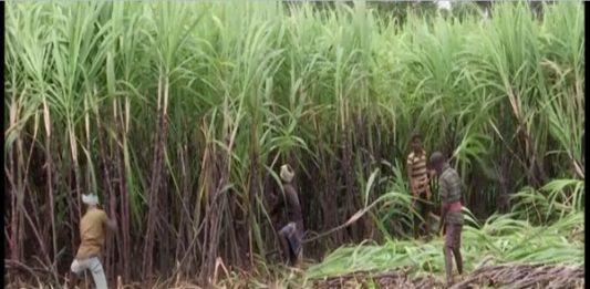 Sugar Industry News