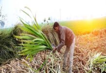 पुणे : राजगड कारखाना करणार ऊस लागवड विकास कार्यक्रमाचा प्रचार