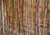 Sugar Industry News
