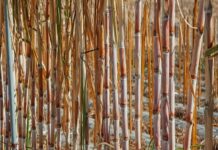 Pokkha Boeing disease attacks sugarcane crop Sugar Industry News