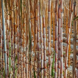 Sugar Industry News