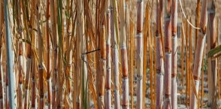 Sugar Industry News