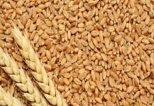 2025-26 સીઝન માટે ઘઉંની ખરીદી 2021-22 પછીના ઉચ્ચતમ સ્તરે પહોંચી