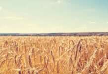 17वीं किस्त से 9.26 करोड़ से अधिक किसानों को 20,000 करोड़ रुपये से अधिक का लाभ मिलेगा