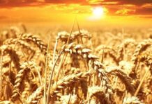 Centre imposes wheat stock limits on traders/wholesalers, retailers, big chain retailers and processors