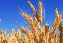 तापमानात वाढ होऊनही यंदा गव्हाचे उत्पादन वाढण्याची शक्यता