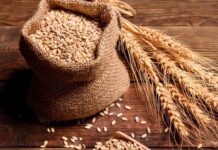 गेहूं के आयात पर शुल्क संरचना में बदलाव का कोई प्रस्ताव नहीं: खाद्य मंत्रालय