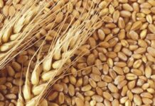 एफसीआई और राज्य एजेंसियों ने खरीफ विपणन प्रणाली 2024-2025 के दौरान 28 अक्टूबर तक 60.63 लाख मीट्रिक टन धान की खरीद की