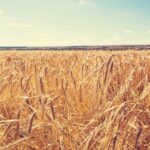 પંજાબ અને હરિયાણામાં વાવાઝોડા માટે યલો એલર્ટ; વરસાદ ઘઉંને ફાયદો કરી શકે છે, ભારે પવન ચિંતાનું કારણ બને છે