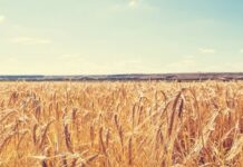 India expects record 115.43 mn tonnes wheat production in 2024-25, easing price concerns