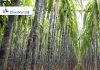 Sugar Industry News