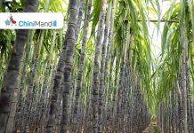 કેન્યા: શેરડીની અછતને કારણે પાંચ ખાંડ મિલો કામચલાઉ બંધ Sugar Industry News