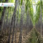 યુગાન્ડા: બુસોગામાં શેરડીના ખેડૂતોને સરકારી હસ્તક્ષેપ પછી ગેરંટીકૃત લઘુત્તમ ભાવ મળે છે Sugar Industry News