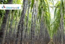 Kushinagar: Farmers asked to not to sow sugarcane variety 238 Sugar Industry News