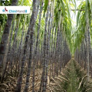 Sugar Industry News