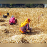 Paddy harvesting season 2025 concludes with significant reduction in farm fire incidents across Punjab and Haryana