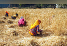 Paddy harvesting season 2025 concludes with significant reduction in farm fire incidents across Punjab and Haryana