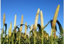 Bijnor: Millets cultivation to be promoted in sugarcane region