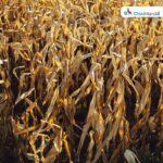 ઉત્તર પ્રદેશ: પૂરથી પ્રભાવિત શેરડીના પાકમાં રોગનો હુમલો, ખેડૂતોને નુકસાન થવાની શક્યતા