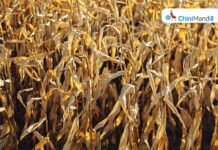 उत्तर प्रदेश : बाढ़ प्रभावित गन्ना फसल रोग की चपेट में आई, किसानों को नुकसान होने की संभावना