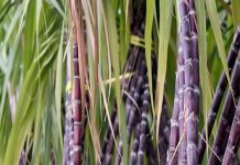 एफआरपीची रक्कम देण्यासाठी ज्या-त्या वर्षाचाच सारवर उतारा गृहीत धरावा : केंद्रीय कृषीमूल्य आयोगाच्या बैठकीत सारवर उद्योगाची मागणी