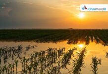 छत्रपती संभाजीनगर : अतिवृष्टीमुळे शेतात पाणी; ऊस वाहतुकीमध्ये अडथळ्यांमुळे शेतकरी हवालदिल Sugar Industry News