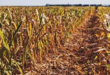 धाराशिव : रानडुकरांकडून ऊस पिकाची नासधूस, कळंब तालुक्यात शेतकरी त्रस्त