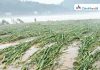 Sugar Industry News